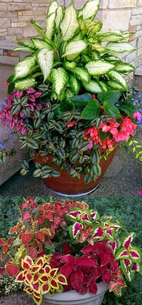 How To Create Beautiful Shade Garden Pots Using Easy To Grow Plants