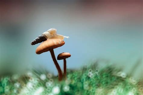 Exquisite Macro Photos Reveal The Miniature World Of Insects Macro