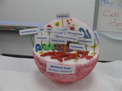 Ms Corsons Science Class Cell Model Project