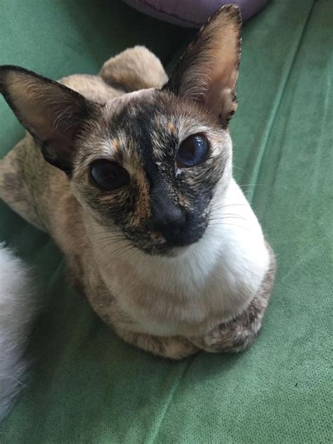 What Is The Tortoiseshell Siamese Cat Everything You Need To Know