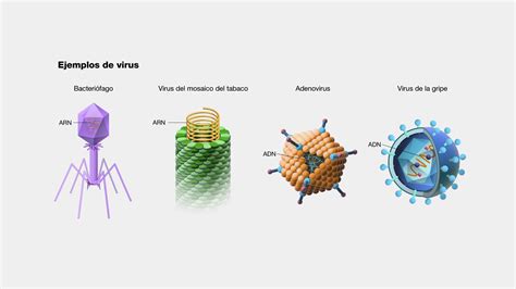 Formas Acelulares Infecciosas Virus Pri Ns E Viroides Quizizz