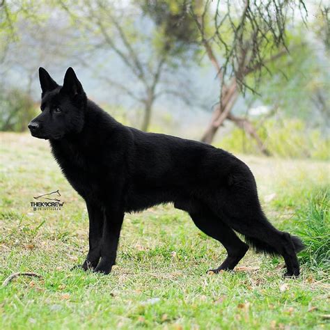 😍 Credit To Thek9crew Black German Shepherd Puppies German Sheperd