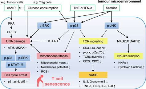 signalling pathways involved in t cell senescence in the tumour download scientific diagram