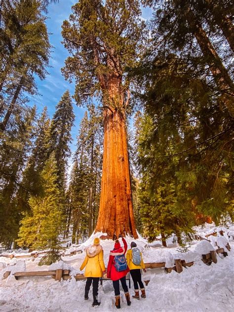 How To Visit Sequoia National Park In The Winter Huge Area Travel Guide