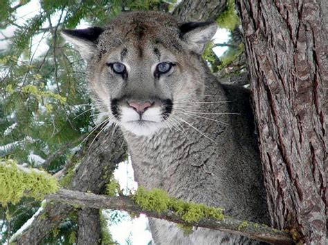 Free Eastern Cougar Wallpaper Download Animals Town