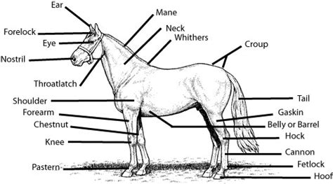 Parts Of The Horse Answer Sheet Growing With Science Blog