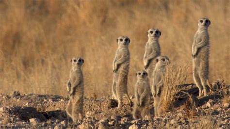 Meerkat Characteristics Habitat Diet Behavior And Facts Britannica