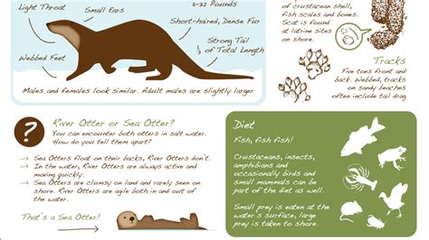 Otter Fact Sheets River Otter Ecology Project