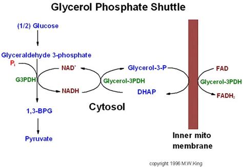 Glycerol Phosphate