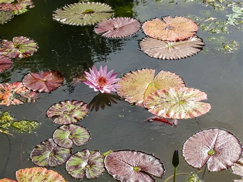 Walking Arizona Water Lily With Leaves