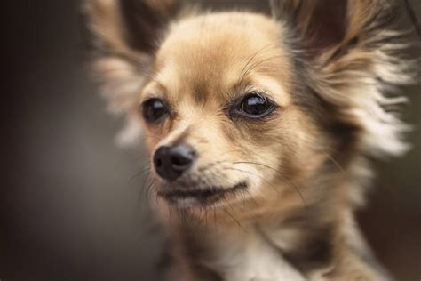 Chihuahua O Chihuahueño Cuidados Características Y Comportamiento