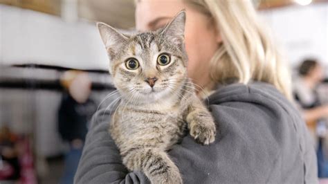 12 Top Tips On Choosing And Preparing For Your Adopted Cat Bissell