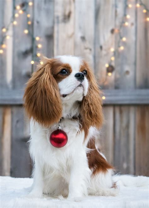 Apart from that, the puppy food also contains protein from poultry, lamb, and poultry. Tri Color Cavalier King Charles Spaniel Puppy - BubaKids.com