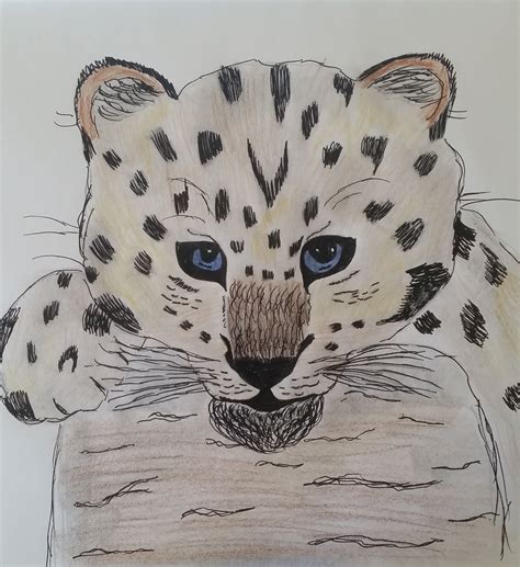 Draw this cute cheetah by following this. baby cheetah | Cute drawings, Cat drawing, Baby cheetahs