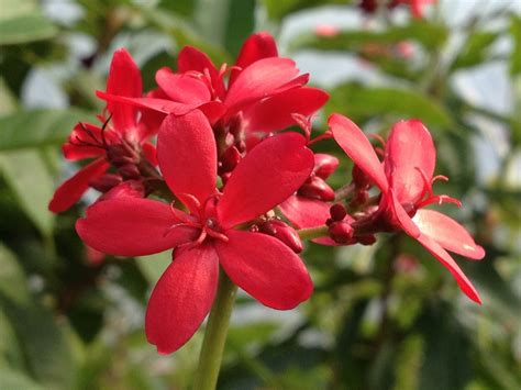 Maybe you would like to learn more about one of these? RED Dwarf Jatropha Integerrima Peregrina Sub-Tropical ...