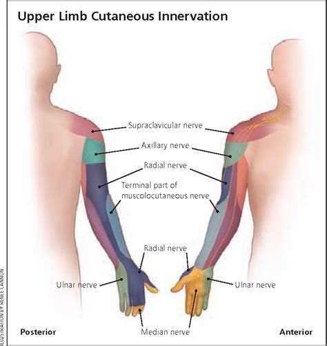 Figure 1 From Peripheral Nerve Entrapment And Injury In The Upper