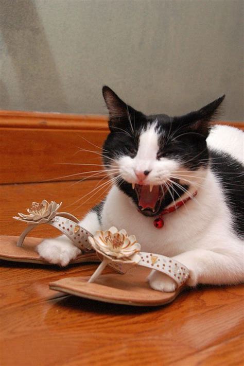 Photos Of 10 Cats Who Are Obsessed With Shoes Funnycats Cat Humor