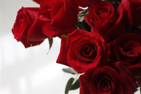 Galeri Kumpulan Gambar Bunga Mawar Merah Cantik Dan Indah Terbaru