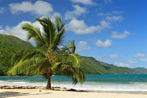 Playa Rincon Beach On Dominican Republic Stock Image Image Of
