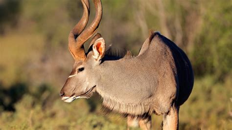 The list of african animals is very long and in this animalsake article i have tried to cover as many animals possible. Spiral-Horned Antelope Of Southern Africa - Outfitters 4 ...