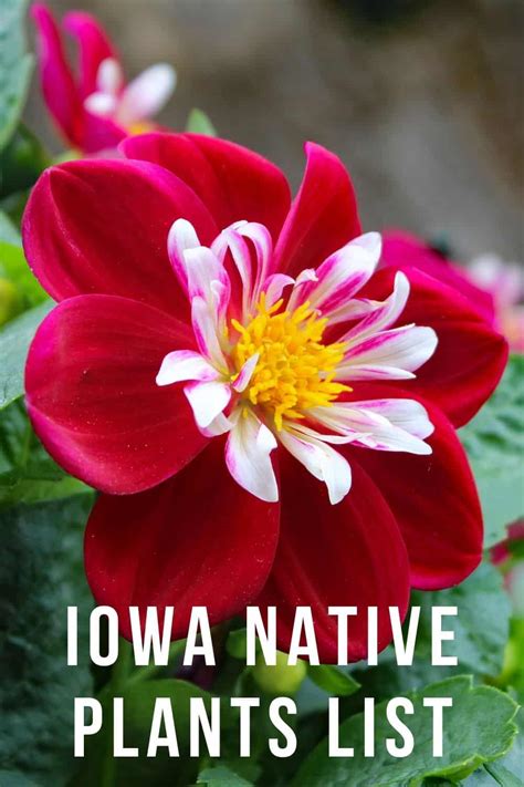 Iowa Native Plants List 16 Stunning Flowers For Your Garden