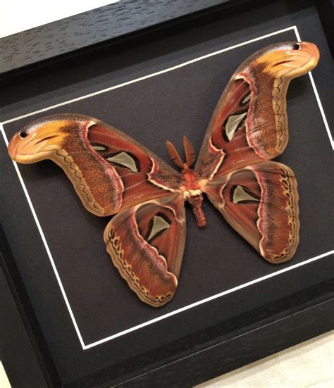 Attacus Atlas Male Atlas Moth Giant Moth Malaysia Snake Heads