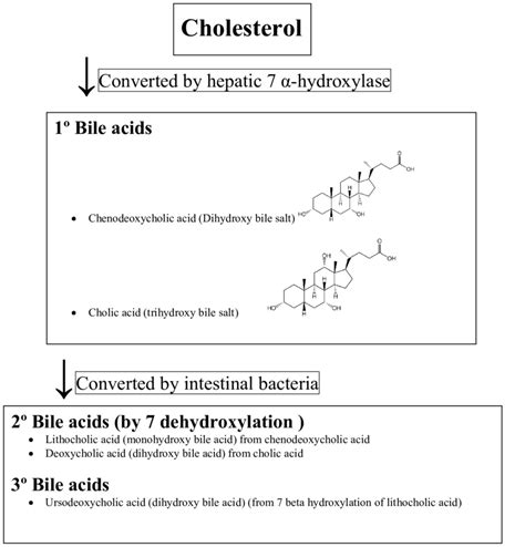 Bile Acid Composition In Bile And Intestine Download Scientific Diagram