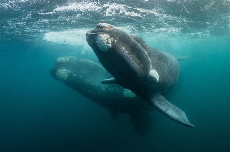 North Atlantic Right Whale Migration American Oceans