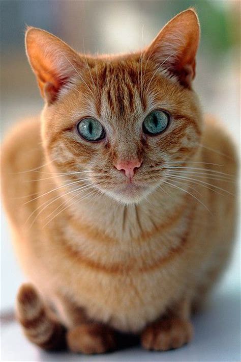 Mistymorrning Orange Tabby Cats Beautiful Cats Cute Cats