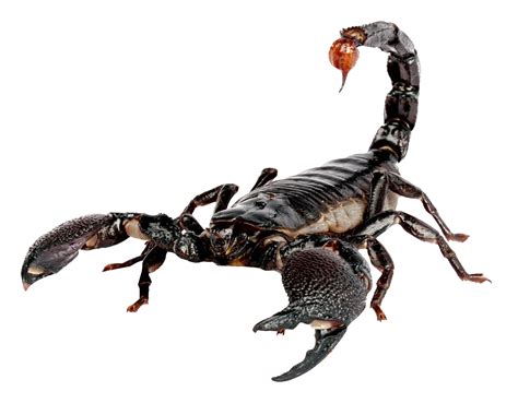 They have eight legs, and are easily recognized by a pair of grasping pincers and a narrow, segmented tail. Scorpion PNG Transparent Image - PngPix
