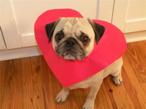 Valentines Day Pugs Wallpapers Wallpaper Cave