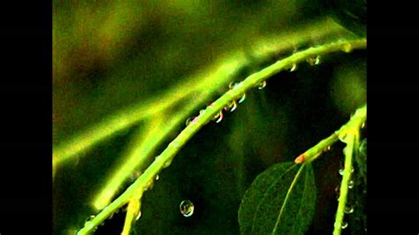 Slow Motion Drop Of Water From Plant Youtube
