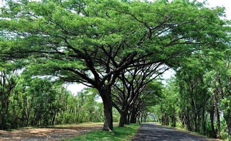 Pohon Tanjung Klasifikasi Morfologi Manfat And Budidaya