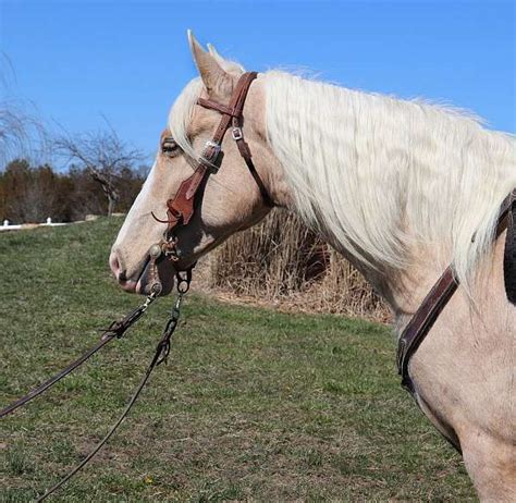 Beautiful Gentle And Safe Palomino Missouri Fox Trotter Trail Riding Mare