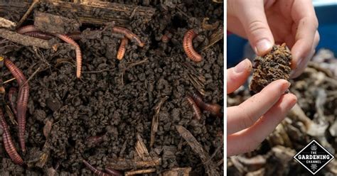 Vermicomposting How To Start Worm Farming Gardening Channel