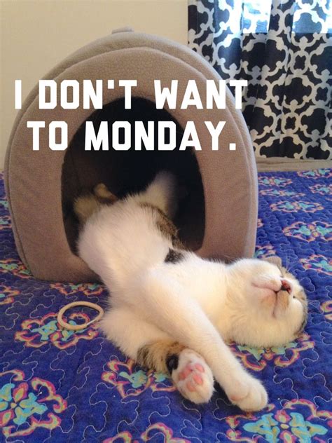 I Dont Want To Monday Catmeme Cat Memes Monday Wanted Animals