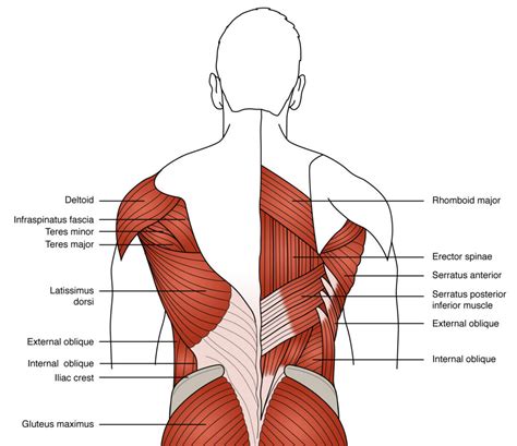 Easy Low Back Anatomy For The Wellness