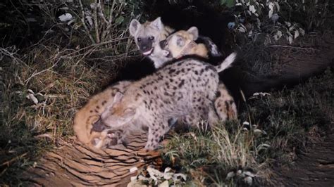 Six Spotted Hyenas Collared — Wild Tomorrow Fund
