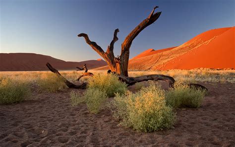 Nature Landscape Trees Dead Trees Plants Namibia Africa Desert