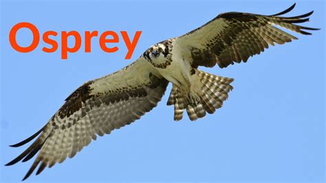 Osprey The Beautiful Flight Of The Osprey Bird Of Prey Hunting Their