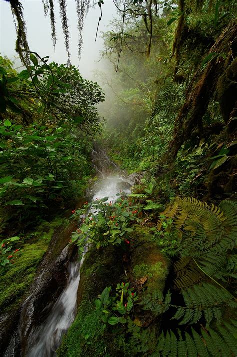 Cloud Forest Of Ecuador Null Ecuador Forest Outdoor