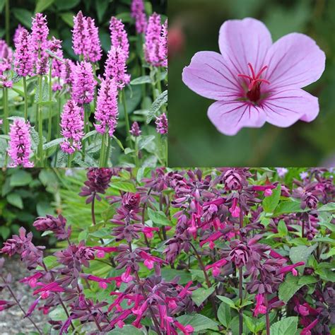 Summer Flowering Perennials Uk 10 Drought Tolerant Plants To Beat The