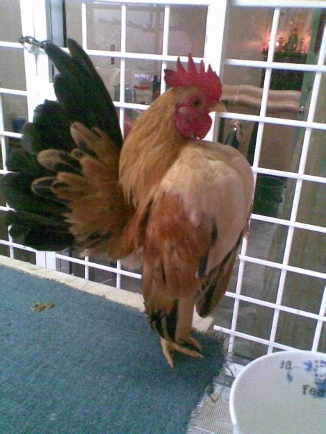 Gambar Untung Petani Gambar Ayam Serama Kate Mini Jantan Anaknya Asli
