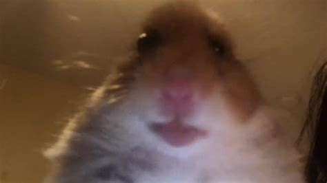 Hamster Meme Wallpapers Top Free Hamster Meme