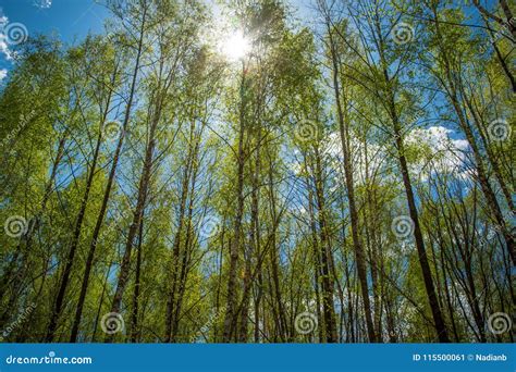 Green Forest And Blue Sky Stock Image Image Of Meadow 115500061