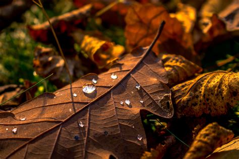 Clear Water Drops On Brown Dried Leaf Hd Wallpaper Wallpaper Flare
