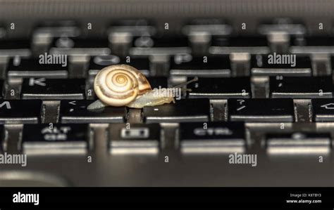 A Snail Crawling Along The Computer Keyboard Stock Photo Alamy