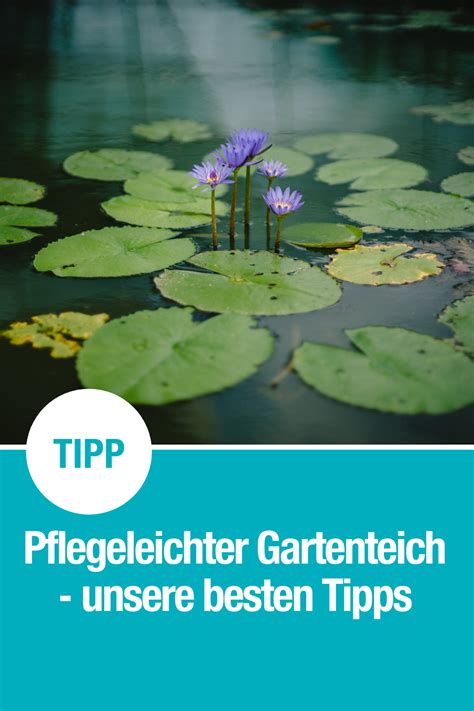 Gardenia jasminoides gilt eine schwierige pflanze zu kümmern. So baust Du einen pflegeleichten Gartenteich - GARDENA in ...
