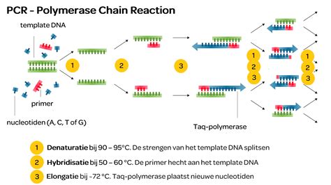 This pcr introduction will demonstrate that pcr is a fundamental technique used to amplify fragments of dna, frequently using the taq polymerase to. Microbiologie van A tot Z uitgelegd - Micropia - Micropia