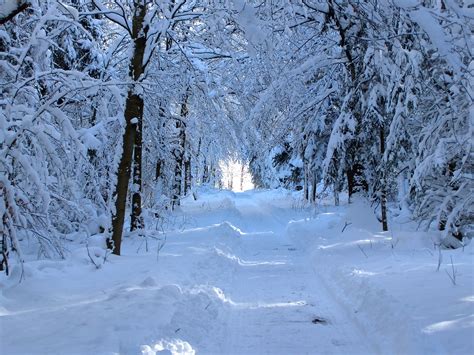 Bildet Landskap Tre Sti Frost Gå Vær Snowy årstid Trær